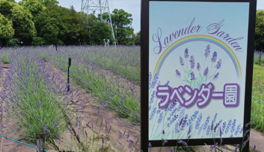 荒子川公園 ラベンダーフェア　【お出かけ】